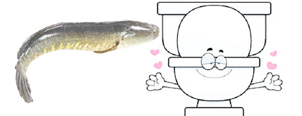 cách hút hầm cầu hiệu quả với cá lóc